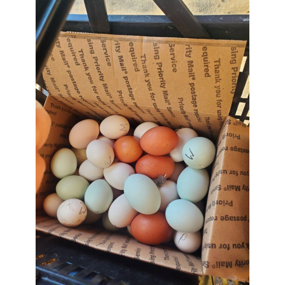Country Chicken Eggs